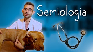 Semiologia veterinária  Disciplinas da Vet 12 [upl. by Aihsoek]