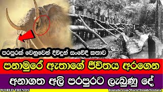 අලි පරපුර වෙනුවෙන් දිවිදුන් පනාමුරේ ඇත් රජු [upl. by Jephthah]