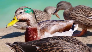 My Pet Mallard Duck is Turning Green [upl. by Shakespeare]