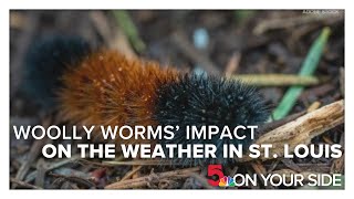 Can a woolly worm predict the weather [upl. by Ellyn578]