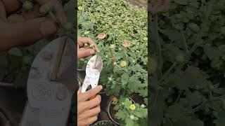 Pruning plant trending natureplants viralshorts youtubeshort pruning prune dahlia [upl. by Ynaffet]