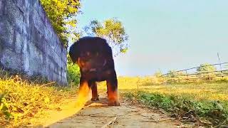 1 month Gaddi dog puppy with full dite video shorts [upl. by Nguyen358]