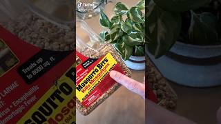 Fungus Gnat Prevention Hack Easy DIY Soil Drench for Houseplants 🪴planthacks plantcare [upl. by Massie922]