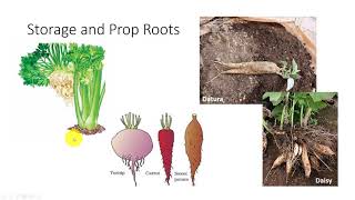 Types of Roots [upl. by Lammaj213]