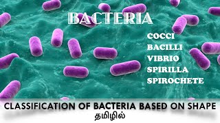 Classification of bacteria based on the shapecocci  Bacilli Vibrio Spirilla  Spirochaete Tamil [upl. by Ajuna]