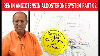 Renin Angiotensin Aldosterone System  RAAS Part 2👨‍⚕️ [upl. by Leo]