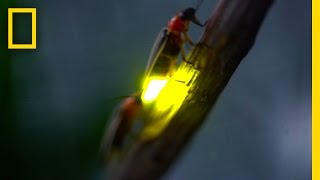 Watch Fireflies Glowing in Sync to Attract Mates  National Geographic [upl. by Eberhard]