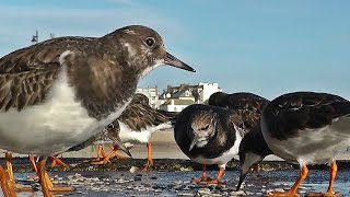 Turnstones  Turmstone Birds at St Ives Harbour in Cornwall [upl. by Meehsar]