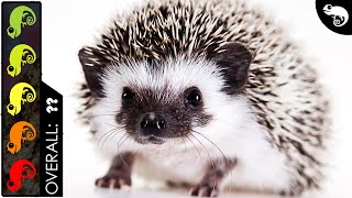 Hedgehog The Best Pet Mammal [upl. by Lemon]