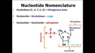 Nomenclature of Nucleotides Made EASY to Understand With Examples [upl. by Hackett]