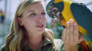 Magnificent Macaws 2017 Commerical [upl. by Chelsie39]