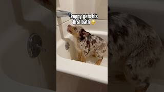 Bath time🥰 puppy puppies cutepuppies adorable bathtime puppylife puppyvideos puppyshorts [upl. by Acirretahs780]