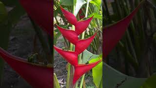 Helicônia Stricta Íris red florestropicais flores jardimtropical natureza tropicalflowers fy [upl. by Ahcarb49]