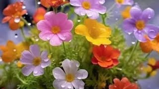 how to grow beautiful flower plant seeds flower sheet [upl. by Nyvrem]