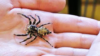 Größte Springspinne der Welt – Schau was sie gemacht hat [upl. by Ibrik]