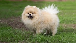 TOP 10 CUDDLY FLUFFY DOG BREEDS [upl. by Langbehn]