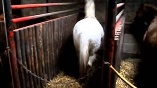 Paard amp Stereotiep Gedrag [upl. by Hayifas]