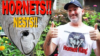 Removing 2 MASSIVE Hornet nests Wasp Nest Removals JustJoshingHere [upl. by Tam]