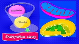 Endosymbiont theory [upl. by Suzy294]