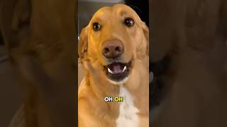 🐶 Guilty dog has the funniest reaction [upl. by Berghoff563]