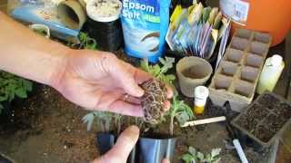 Basics for Starting Tomatoes Indoors Seed Cells Planting Thinning amp Transplanting  TRG 2015 [upl. by Ennayhc]