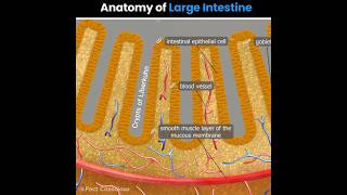 Large Intestine anatomy  biology shorts [upl. by Spalding]