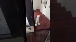 🐱 🥰 😂 Mimi down the stairs 🐭 🐱 ❤️ 😂 cat cats furries love pets fighting cute lovely funny [upl. by Nonnahsed806]