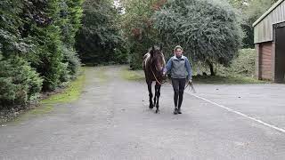 WILDCARD Cadogan Gardens IRE  HORSE IN TRAINING  No Nay Never USA ex Gale Song GB [upl. by Dianne]