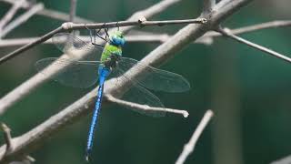 Dragonfly MACRO Short  Bugs World  Insects Life  4KUHD Video MACRO VIDEOGRAPHY  BUGS LIFE [upl. by Kernan]