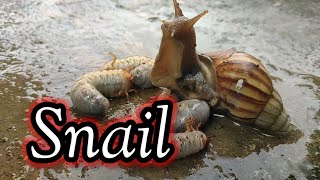 Snail 🐌🐜 [upl. by Honebein]