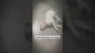 Canine Distemper Last Stage  shorts  Symptoms Case 6 [upl. by Hortensia]