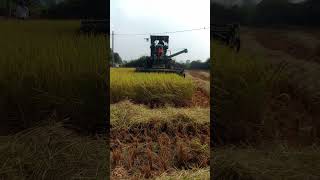 field fieldwork farmer farmerlife farmers crop rain crop cutting [upl. by Sixela631]