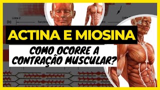 Actina e miosina Como ocorre a contração muscular Fisiologia da Contração Muscular [upl. by Marler]