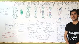 Bone DevelopmentBone part 6Bd ChurasiaGeneral AnatomyChapter 2 OssificationOsteogenesis Anees [upl. by Sivat]