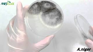 식품공전시험포테이토 덱스트로즈 한천배지 Potato Dextrose Agar [upl. by Allys]