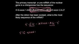 How to find an intron in DNA sequence [upl. by Enneicul]