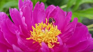 honey bee on purple peony closeup view [upl. by Eolanda514]