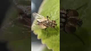 mosquito housefly resting on leaf macro photography viral shorts macrophotography nature [upl. by Eidac]