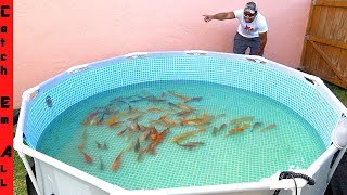 BUILDING 1000 FISH CITY Exotic Koi Fish in NEW Pool POND [upl. by Semajwerdna]