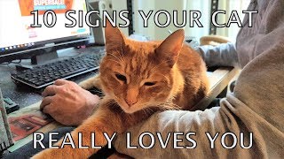 Alvi cat  10 unmistakable signs your cat really loves you [upl. by Eniawed]