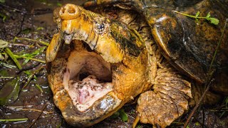 The BEST Alligator Snapping Turtles of 2020 [upl. by Odrarebe]