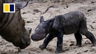 Critically endangered Sumatran rhino born in captivity in Indonesia [upl. by Celeski]