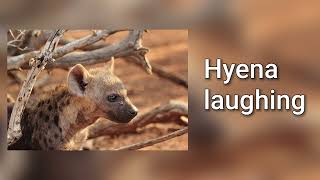 Sound of hyena laughing [upl. by Antsirhc369]