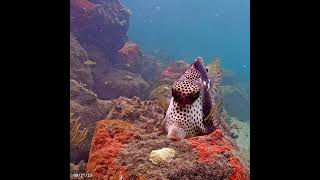 Coral City Camera  Spotted Trunkfish  92123 [upl. by Octave5]