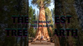 The Largest Tree on Earth is Beyond What You Can Imagine [upl. by Earas]