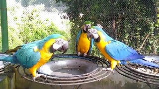 Hilarious Macaw Talking Parrot Singing Dancing and playing Macaw Parrot [upl. by Lolanthe682]