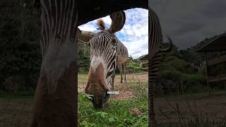 Visitamos el ZOO más grande de España 🐘 Cabárceno zoo zoologico españa short [upl. by Orteip]