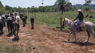 A BOIADERA LEVANDO A BOIADA PARA DESVERMINAR [upl. by Weksler]