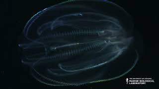 Organisms of the MBL Ctenophores [upl. by Neibaf]