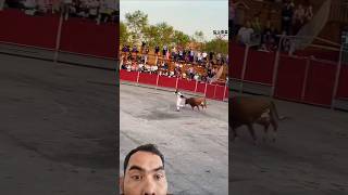 Bull pulling clothes in the arena 😀😀😀 bull bullfight [upl. by Nibor]